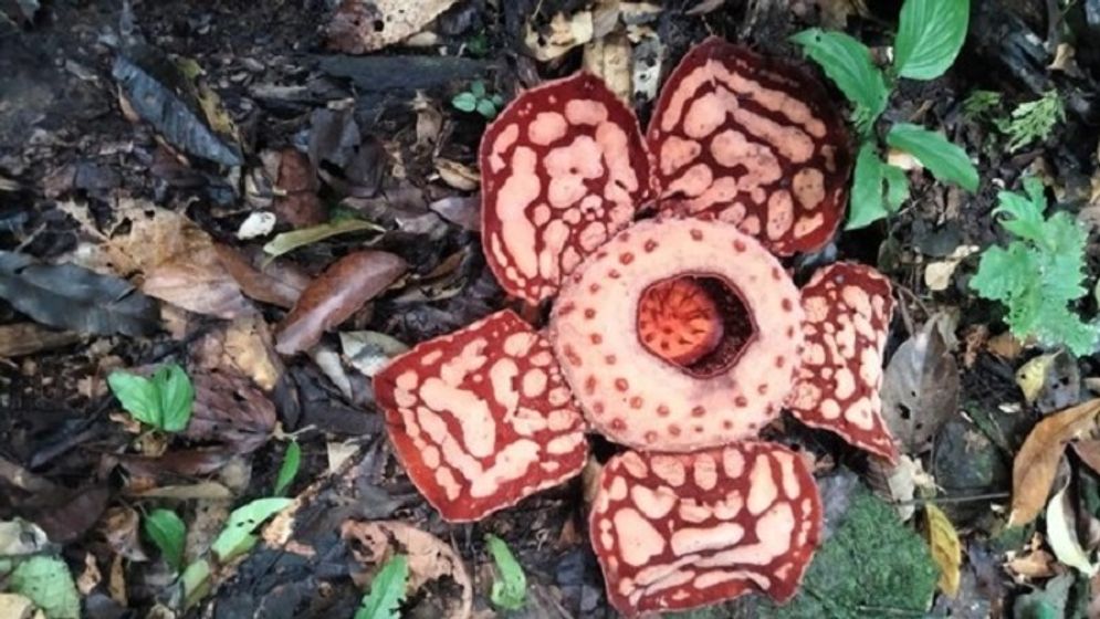 Ketahui Rafflesia Hasseltii yang Ditemukan Ahli Botani di Pulau Andalas