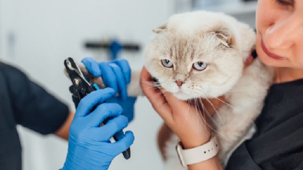 Seekor kucing tengah melakukan perawatan hewan.