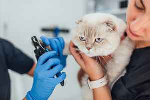 Seekor kucing tengah melakukan perawatan hewan.