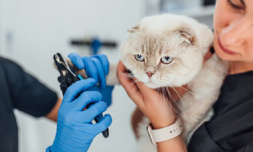 Seekor kucing tengah melakukan perawatan hewan.