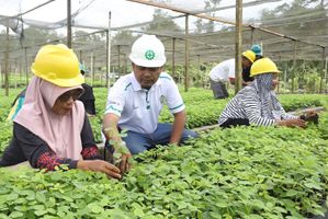 Penanaman Pohon Gamal ke-20 Juta, Langkah Strategis BJA Group Ciptakan Rantai Pasok Bebas Deforestasi