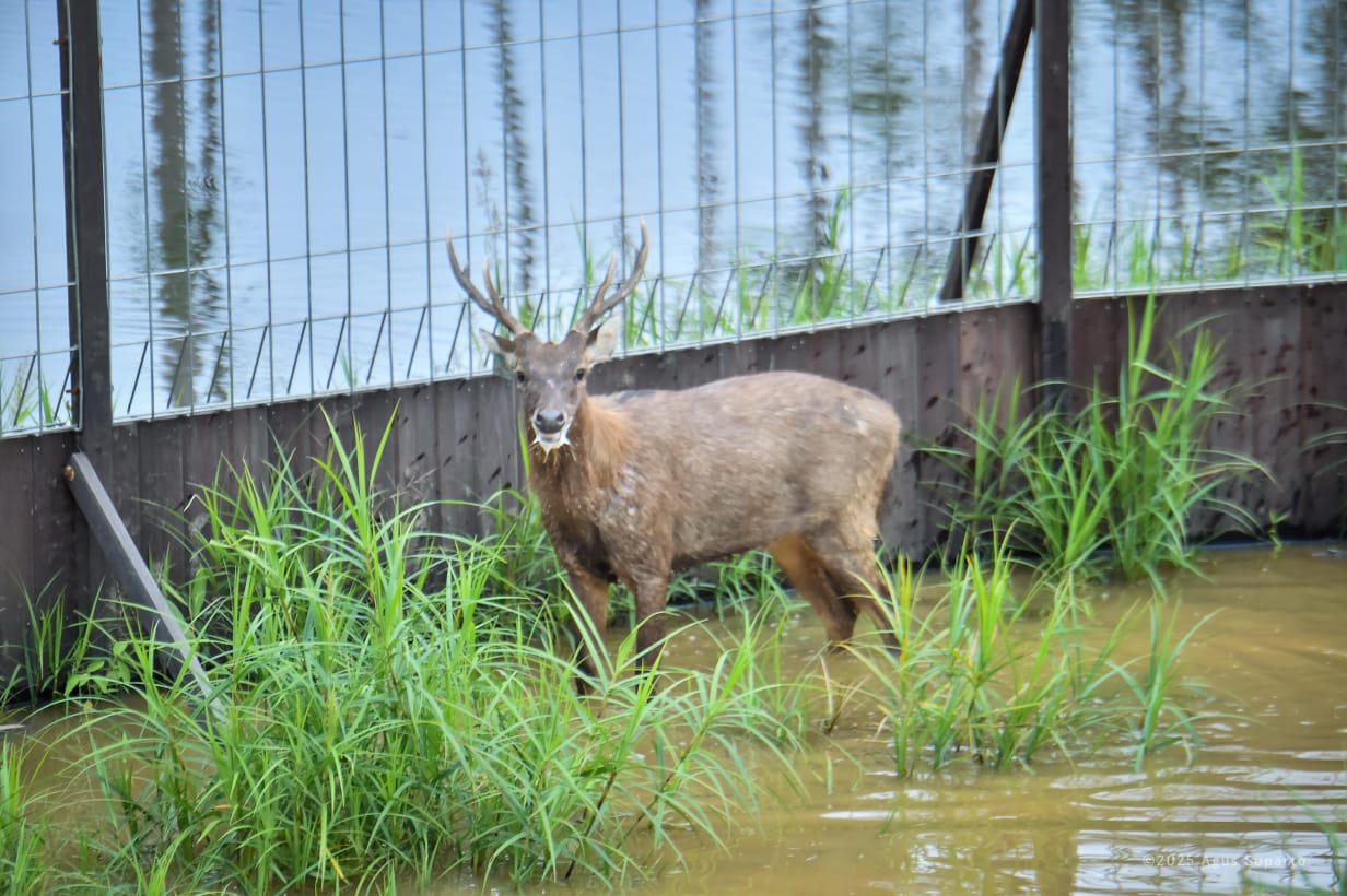 12 Rusa Sambar Dilepasliarkan