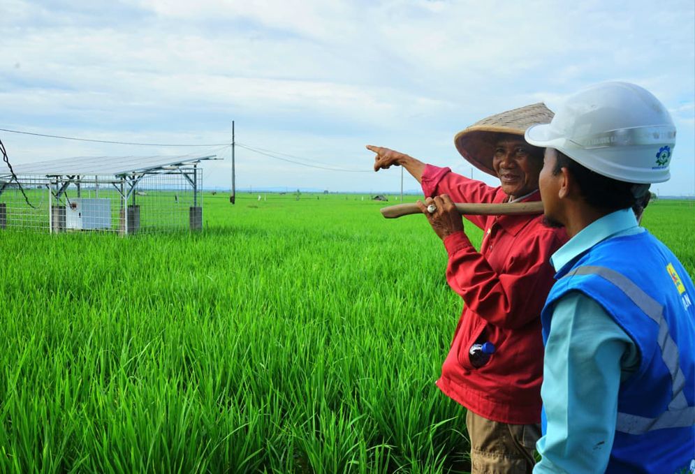 Listrik PLN Ubah Wajah Pertanian Trimomukti Dari Ketergantungan Hujan Menuju Tiga Kali Panen.jpeg