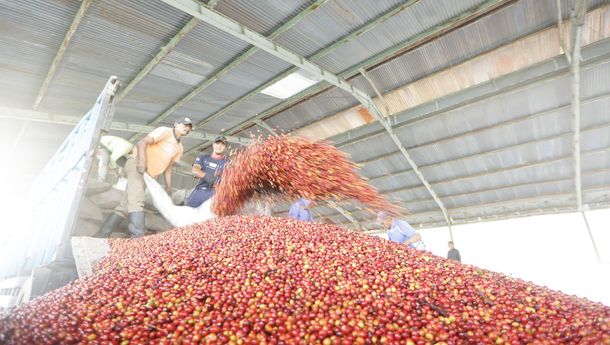 Insiden Kaligedang Rugikan Ribuan Buruh dan Cemari Citra Bondowoso sebagai Republik Kopi