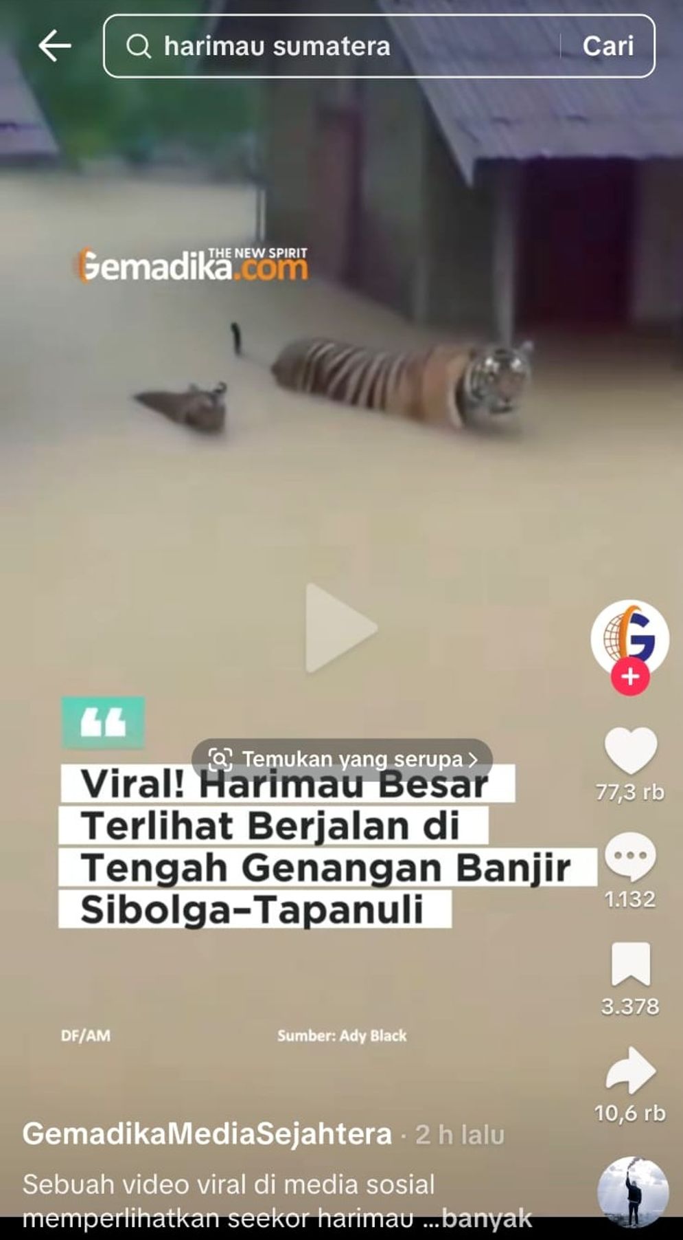 Hoaks: Video Harimau Besar Terlihat Berjalan di Tengah Genangan Banjir Sibolga, Tapanuli, Cek Hasil Penelusurannya!