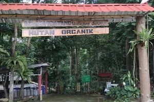 Hutan Organik Megamendung.