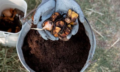 Membuat pupuk kompos dari sampah di rumah.