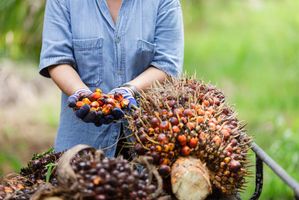 Buah-Kelapa-Sawit-1024x683.jpg