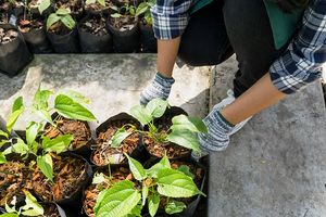 Kantong teh bekas bisa menyuburkan tanaman.