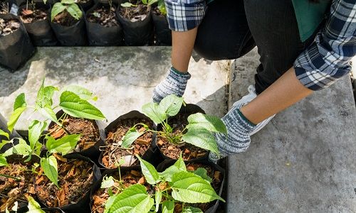 Kantong teh bekas bisa menyuburkan tanaman.