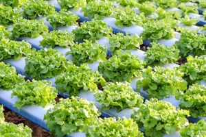 hydroponics-vegetable-2021-09-02-14-47-30-utc-735x400.jpg
