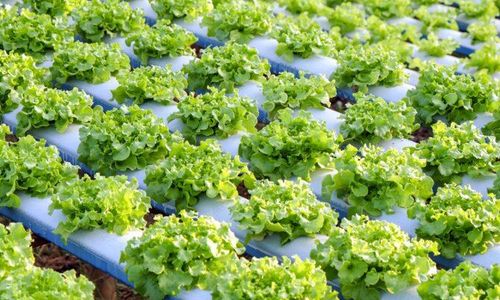 hydroponics-vegetable-2021-09-02-14-47-30-utc-735x400.jpg