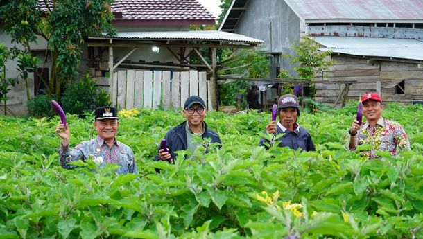 Tinjau Sentra Sayur di Sukau, Gubernur Mirza Instruksikan Proteksi Harga Panen Petan