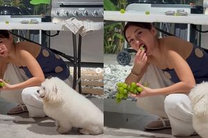 Makan anggur di bawah meja pada malam Tahun Baru.