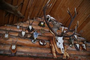 Hewan yang Diawetkan dan Disimpan di Dalam Rumah Dianggap Membawa Sial  