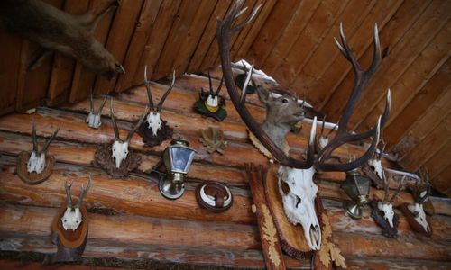 Hewan yang Diawetkan dan Disimpan di Dalam Rumah Dianggap Membawa Sial