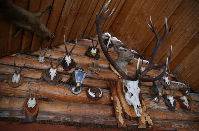 Hewan yang Diawetkan dan Disimpan di Dalam Rumah Dianggap Membawa Sial  