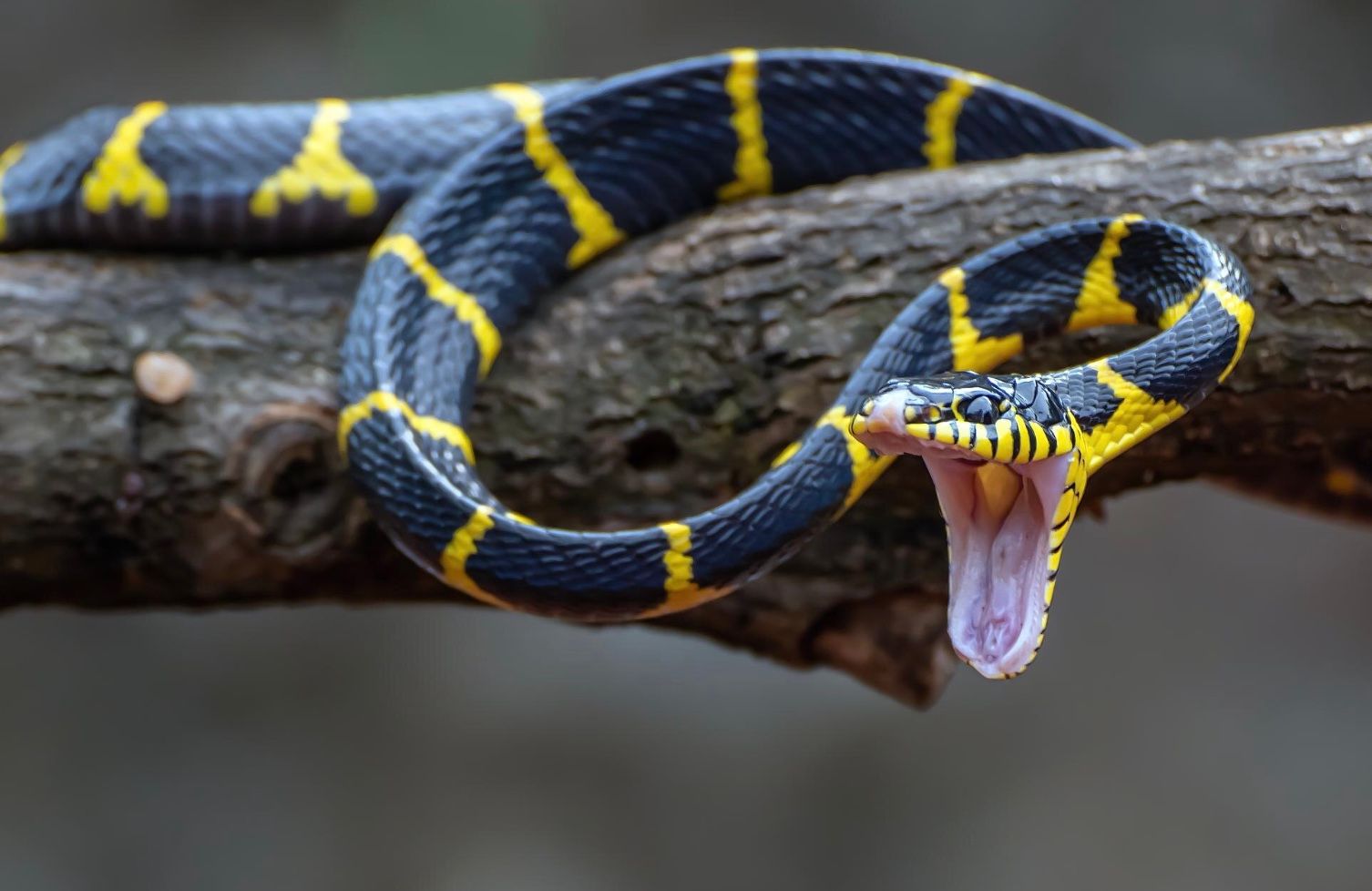 5 Tanaman yang Bisa Mengusir Ular dari Rumah