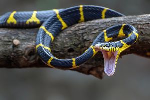 5 Tanaman yang Bisa Mengusir Ular dari Rumah