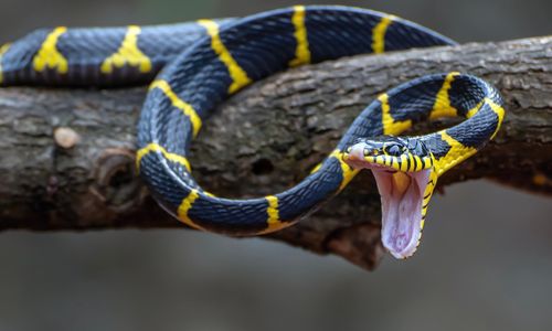 5 Tanaman yang Bisa Mengusir Ular dari Rumah