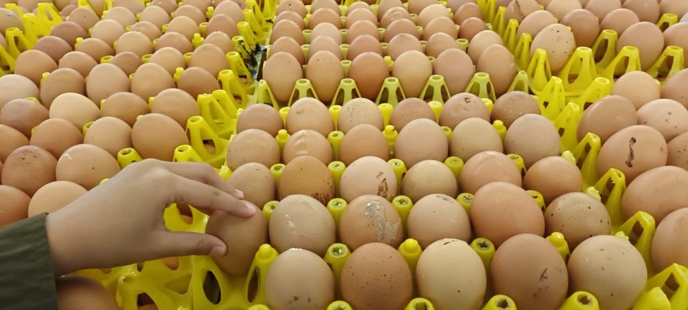 Update Harga Bahan Pangan:Tahun Baru, Telur Mahal