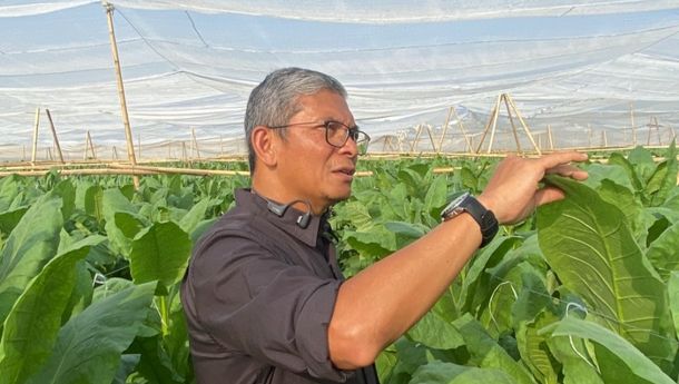 Diplomasi Daun PTPN I Bangkitkan Tembakau Deli