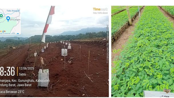 PTPN I Target Bangun 27 Ribu Hektare Kebun di Jawa Barat