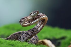 Awas Bahaya! Ini Cara Mengusir Ular dari Halaman Rumah