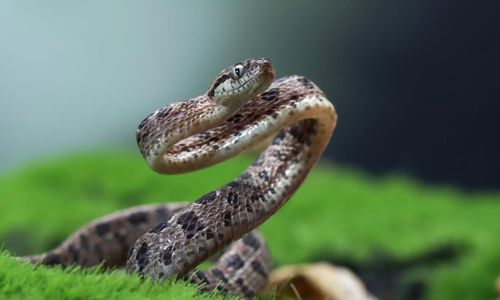 Awas Bahaya! Ini Cara Mengusir Ular dari Halaman Rumah