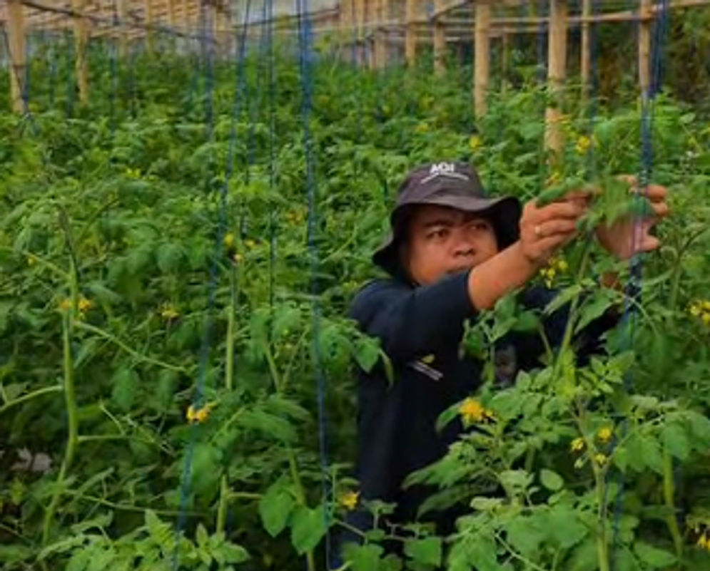 Petani milenial Shofyan Adi Cahyono.