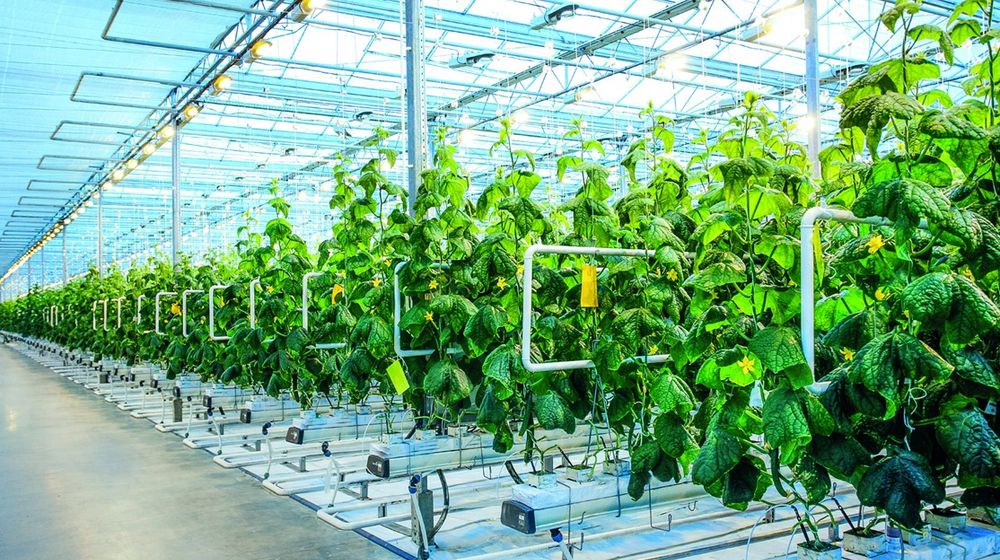 Pertanian Belanda.jpg