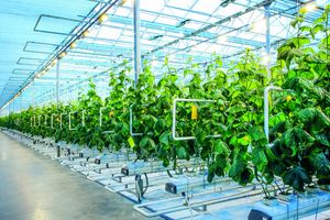 Pertanian Belanda.jpg