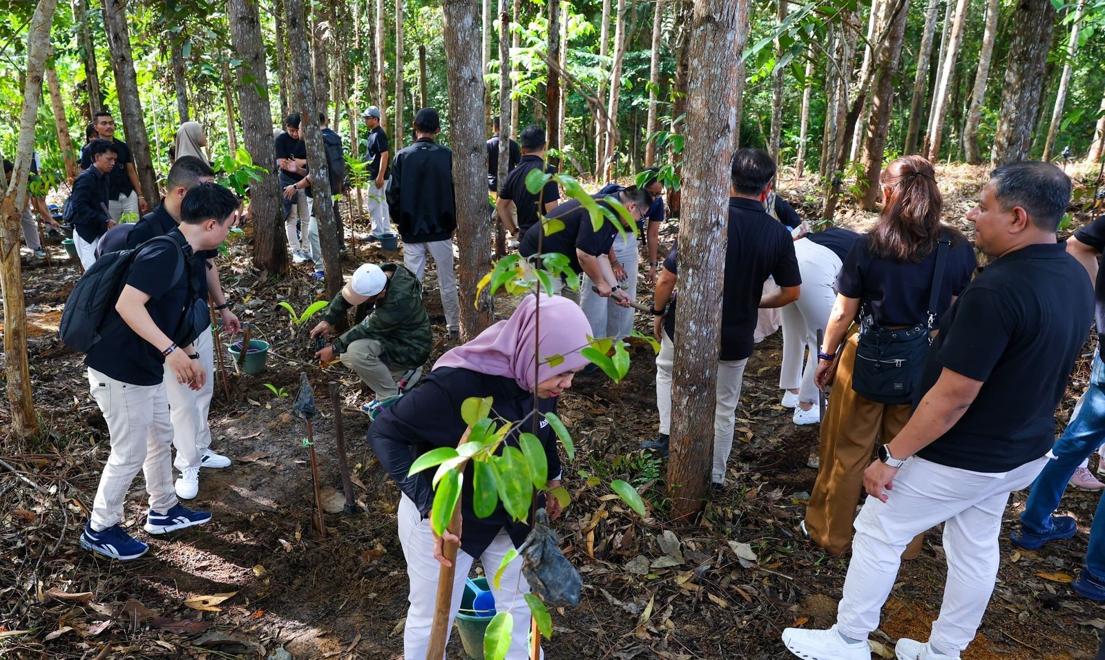 Kegiatan penanaman pohon endemik di wilayah IKN.