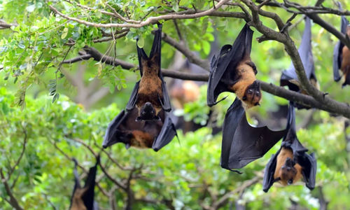 kelelawar virus nipah.jpg