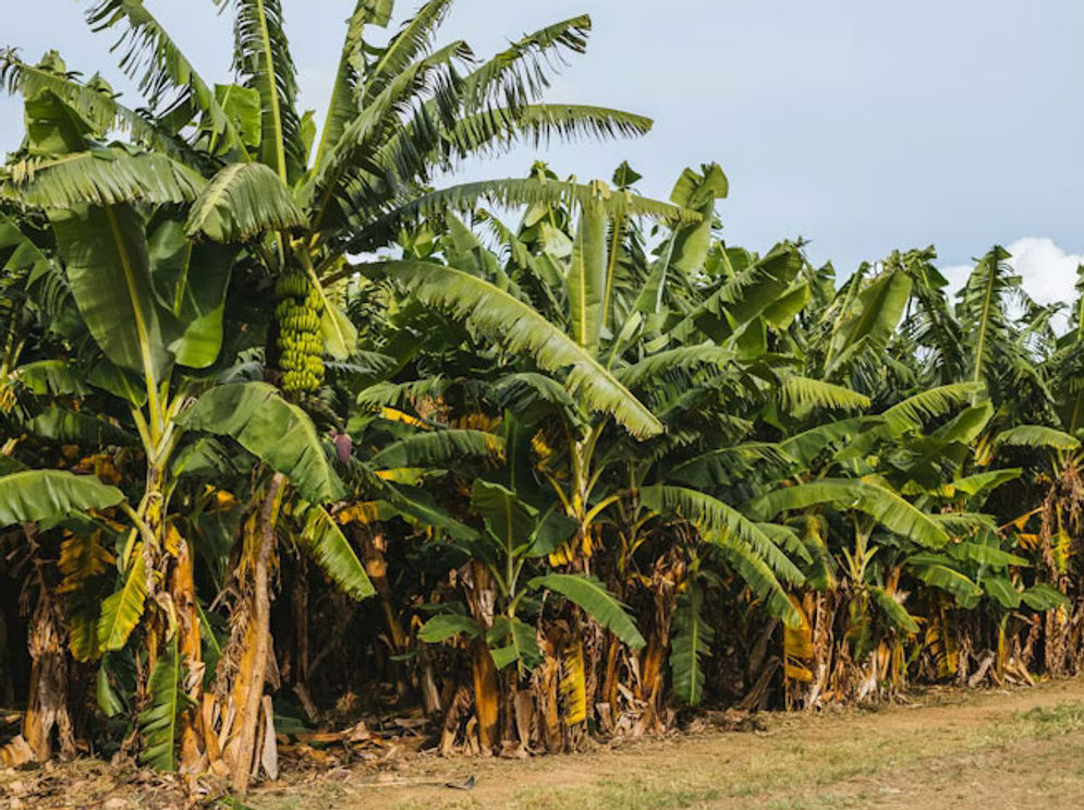 pohon-pisang.jpg