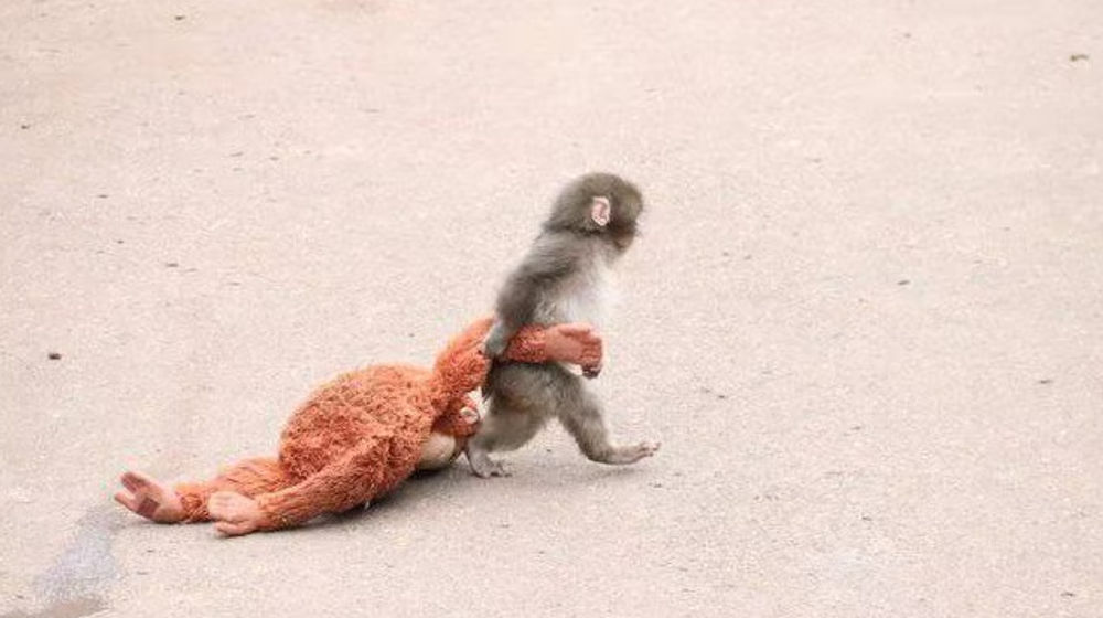 Punch, bayi monyet yang ditolak induknya sejak lahir membawa boneka kemana ia pergi.