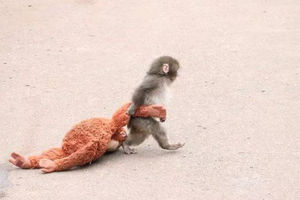 Punch, bayi monyet yang ditolak induknya sejak lahir membawa boneka kemana ia pergi.