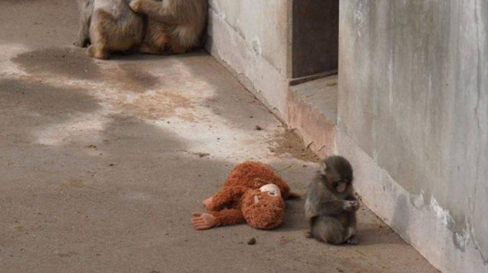 Punch, bayi monyet yang ditolak induknya sejak lahir membawa boneka kemana ia pergi.