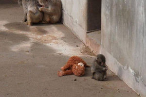 Punch, bayi monyet yang ditolak induknya sejak lahir membawa boneka kemana ia pergi.