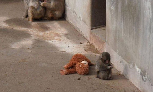 Punch, bayi monyet yang ditolak induknya sejak lahir membawa boneka kemana ia pergi.