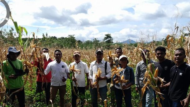 Panen Raya Jagung 4 Ha Desa Rego Perkuat Ketahanan Pangan 
