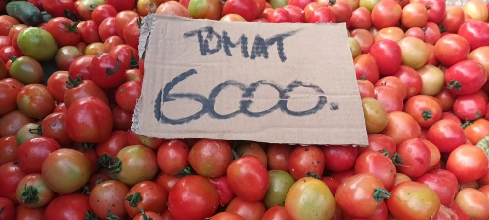 Harga Tomat Turun Drastis jadi Rp6.000/Kg