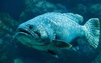 Seafood dengan Kandungan Merkuri yang Tinggi: Grouper (Kerapu) – 0,448 ppm