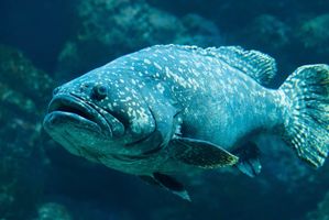 Seafood dengan Kandungan Merkuri yang Tinggi: Grouper (Kerapu) – 0,448 ppm