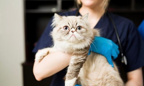 5 Cara Memilih Tempat Penitipan Hewan Agar Mudik Tetap Aman