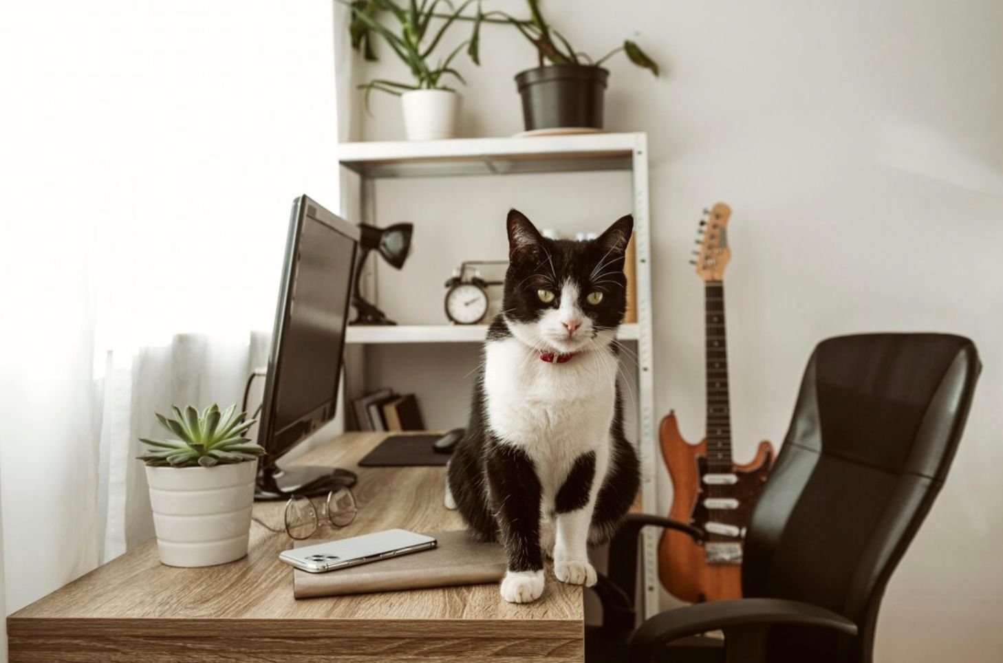 5 Cara Aman Meninggalkan Hewan Peliharaan di Rumah Selama Mudik