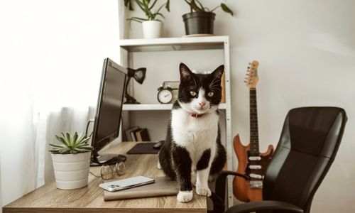 5 Cara Aman Meninggalkan Hewan Peliharaan di Rumah Selama Mudik