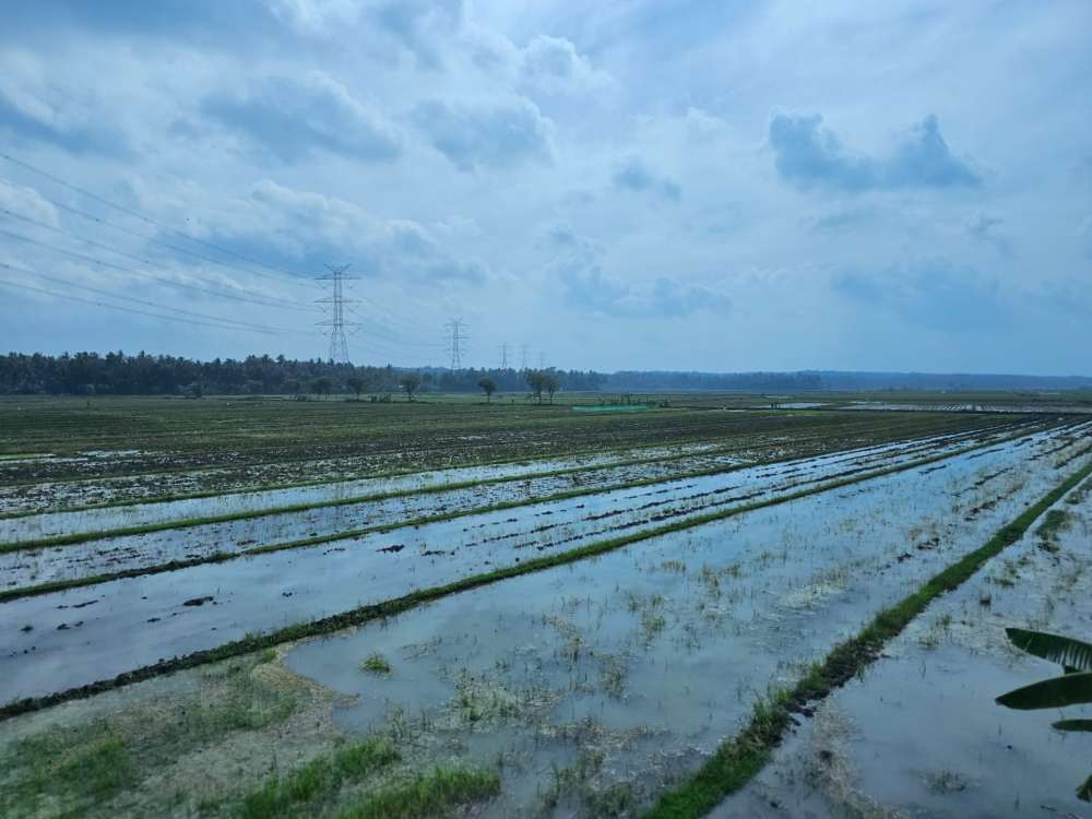 Program cetak sawah kurangi ketergantungan beras dari luar daerah.