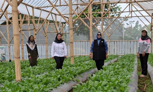 Perempuan Ini Raih Cuan dari Limbah Ternak Lewat Ultra Mikro BRI