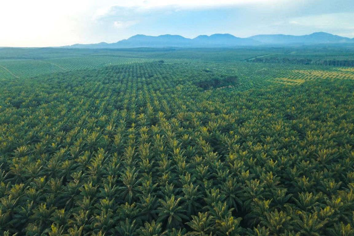 Bupati Kutai Timur dorong hilirisasi sawit di KEK Maloy, targetkan refinery dan pabrik biodiesel untuk perkuat ekonomi dan ketahanan energi nasional. (Foto: Ilustrasi)